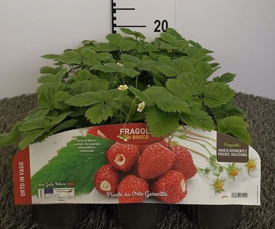 Immagine di FRAGARIA PER ANANASSA V.10 CM FRAGOLA DI BOSCO V.10 CM - materiali CAC